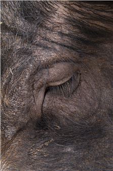 Hors Pistes 9ª edición: El Sueño animal - Centre Pompidou Malaga