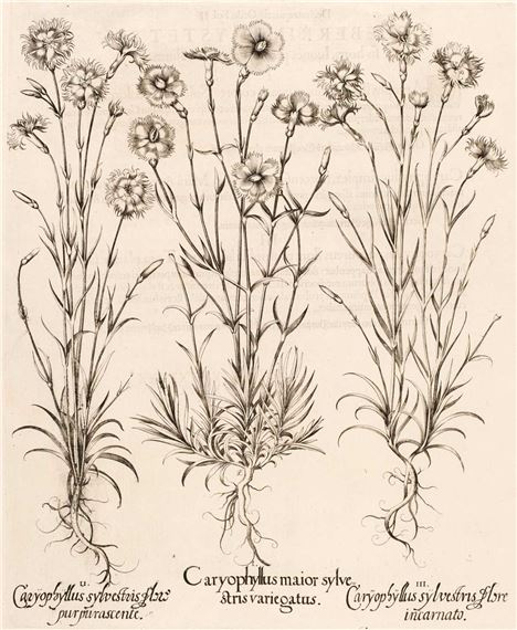 Caryophyllus maior sylvestris variegatus by Basilius Besler, 1613-1713