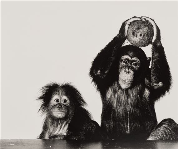 Orangutan and Chimpanzee with Coconut, New York by Irving Penn, printed 2004