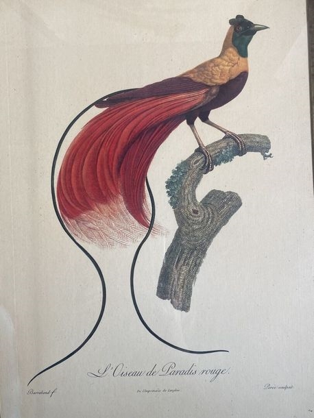 Jacques Barraband | Birds of Paradise series Seven framed offset prints ...