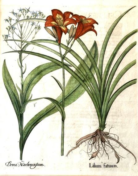Dorea Narbonensium; Lilium fatuum by Basilius Besler, 1613