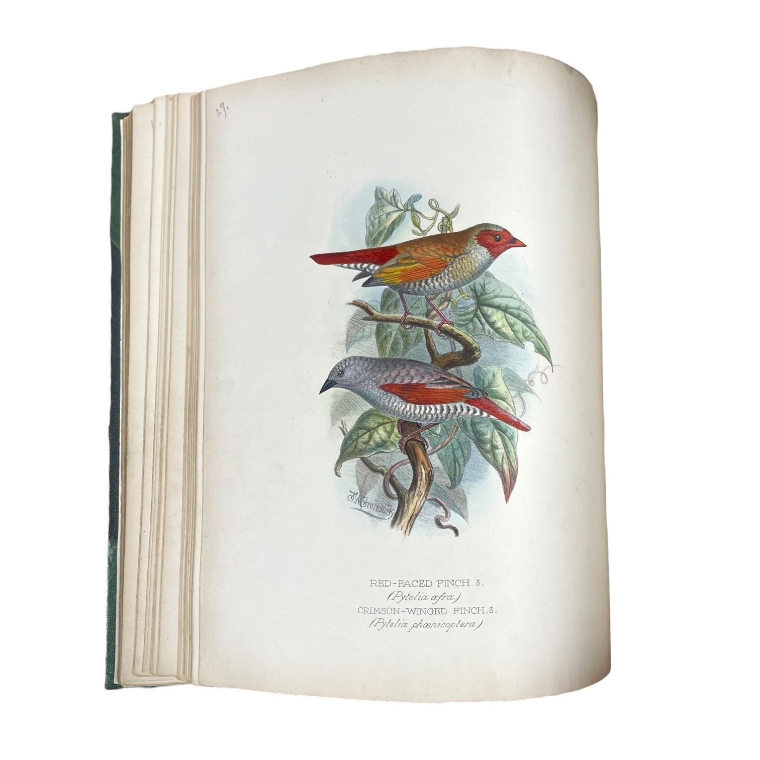 Artwork by Frederick William Frohawk, Arthur G. Butler, Foreign Finches in Captivity, Made of Hand-Coloured Lithographed Plates