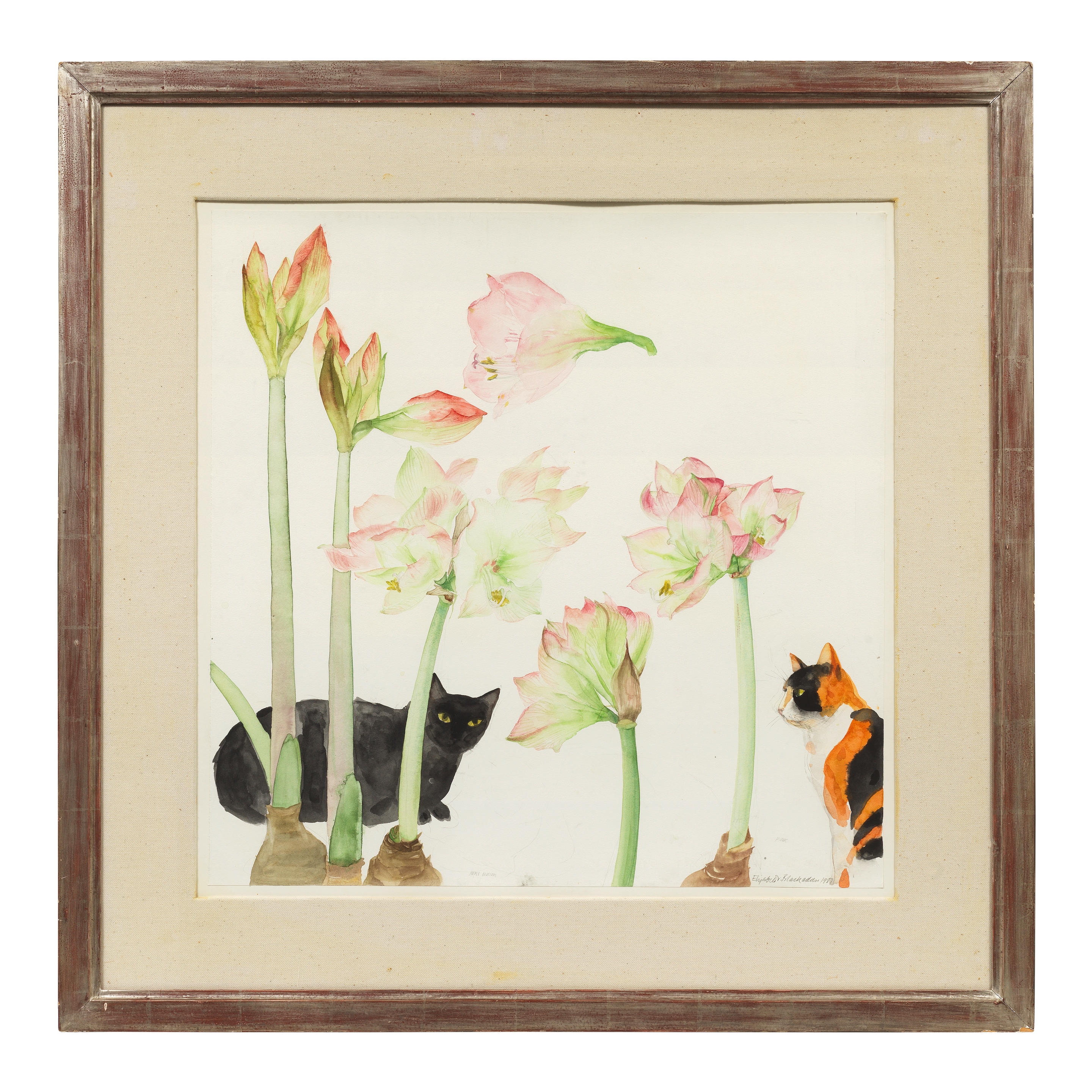 Artwork by Elizabeth Blackadder, Amaryllis and Cats 57 x 57 cm. (22 1/4 x 22 1/4 in, Made of pencil and watercolour