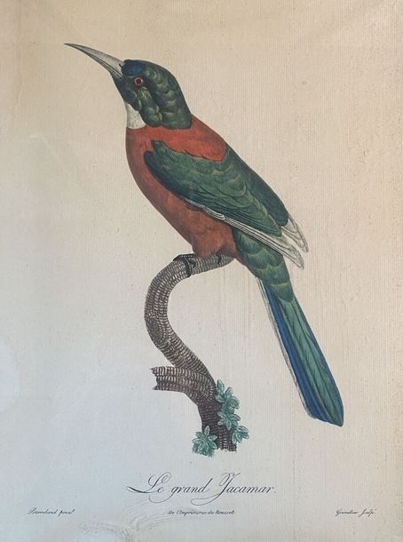 Jacques Barraband | Birds of Paradise series Seven framed offset prints ...