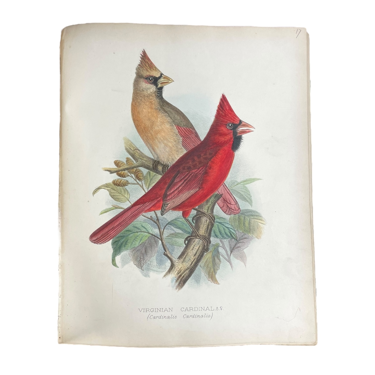 Artwork by Frederick William Frohawk, Arthur G. Butler, Foreign Finches in Captivity, Made of Hand-Coloured Lithographed Plates