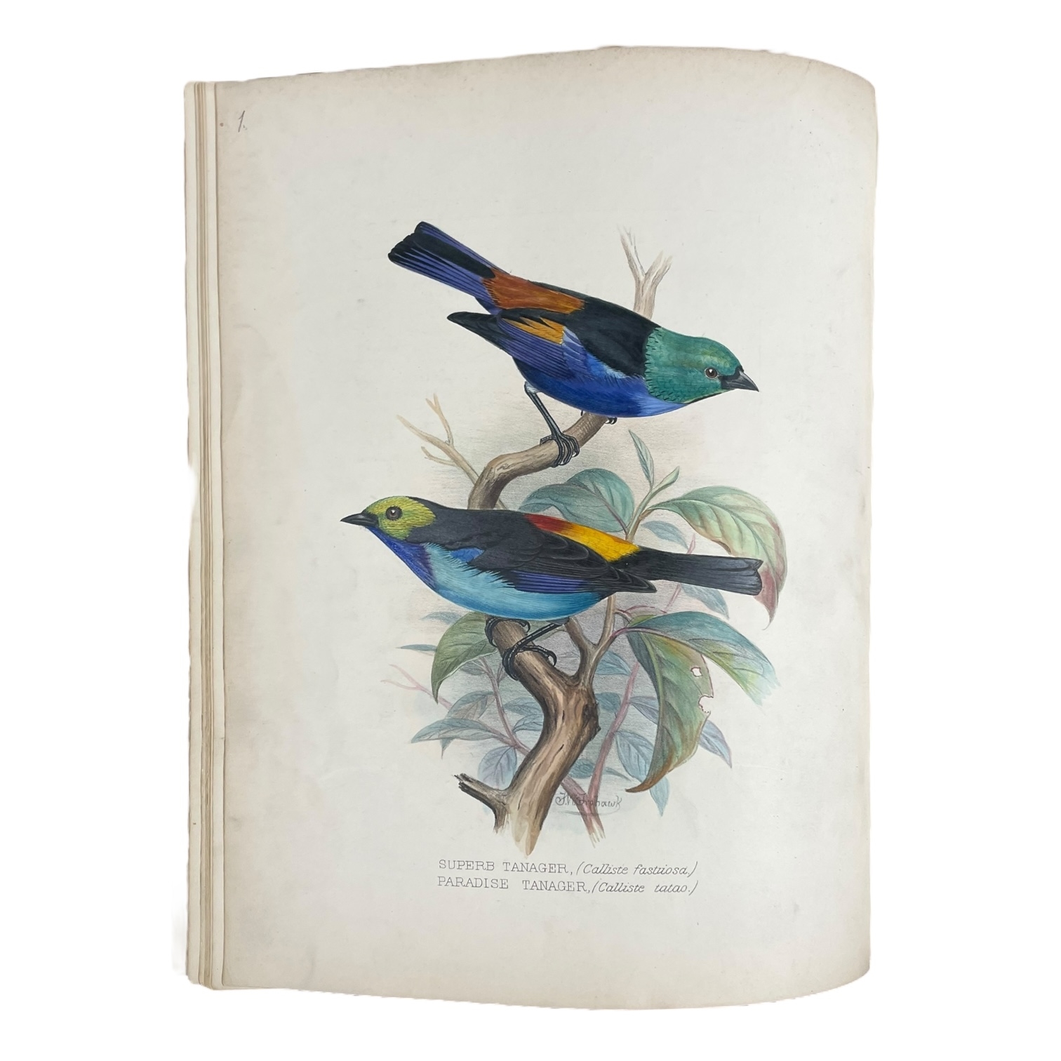 Artwork by Frederick William Frohawk, Arthur G. Butler, Foreign Finches in Captivity, Made of Hand-Coloured Lithographed Plates