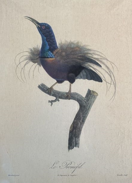 Jacques Barraband | Birds of Paradise series Seven framed offset prints ...