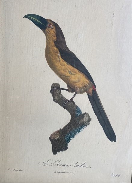 Jacques Barraband | Birds of Paradise series Seven framed offset prints ...