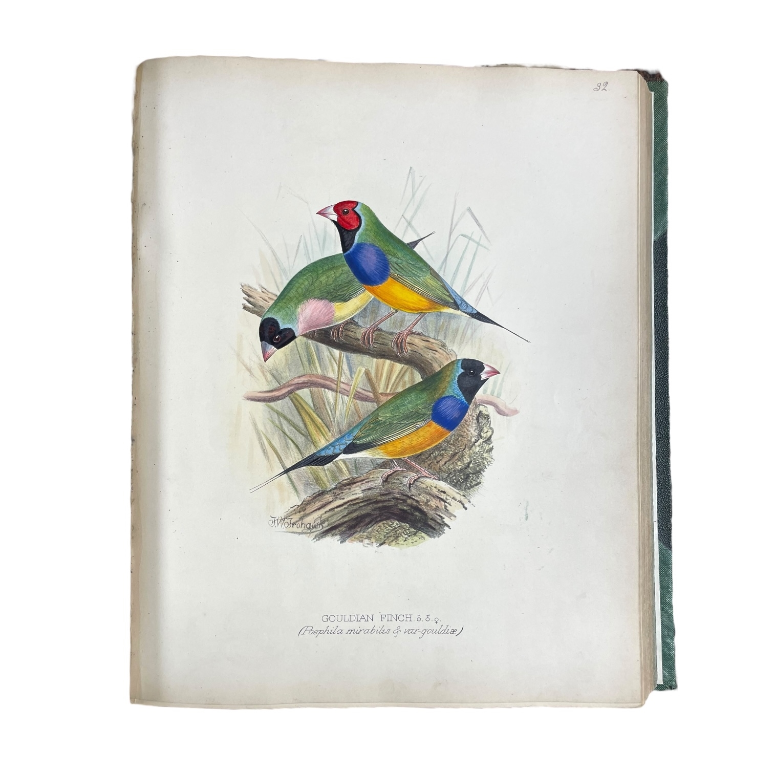 Artwork by Frederick William Frohawk, Arthur G. Butler, Foreign Finches in Captivity, Made of Hand-Coloured Lithographed Plates