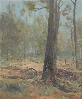 Ourimbah State Forest - Lance Solomon