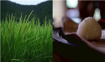 Life is beautiful: Clothing, Food & Plants, Shelter— Plants become clothing and shelter that protect life, and food that sustains life.