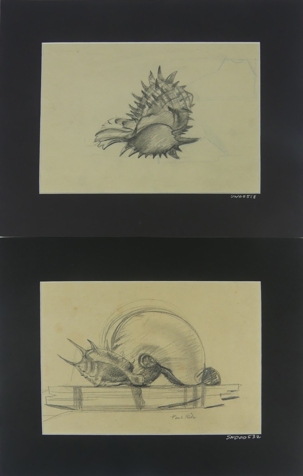 Paul Riba | 2pc PAUL RIBA SHELL PENCIL DRAWINGS ON PAPER | MutualArt