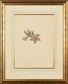 Stapelia pulvinata - Johann Simon Kerner