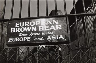 Bear, Central Park Zoo, New York - Garry Winogrand