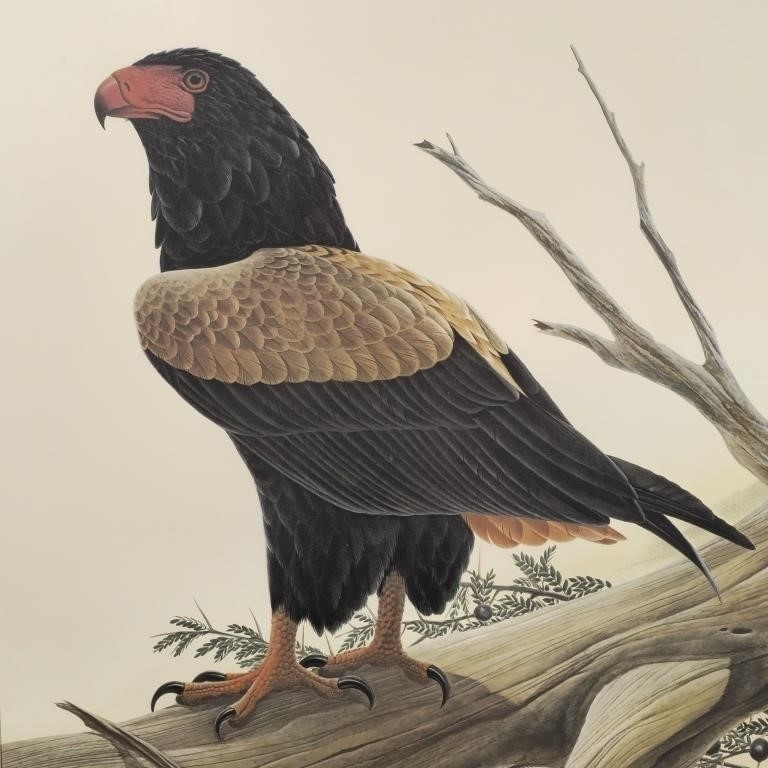 John Ruthven | Bateleur | MutualArt