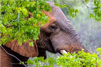 Green Season Elephant - Mark Overgaard