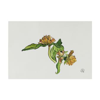 Gentianes du matin - Jacques Chalom des Cordes