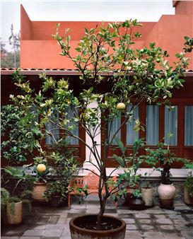 Frida Kahlo’s Prequel: A New Museum Shows Her Family Roots