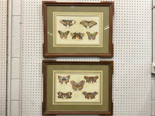Pair of Butterfly Prints - Giuseppe Ferrarini