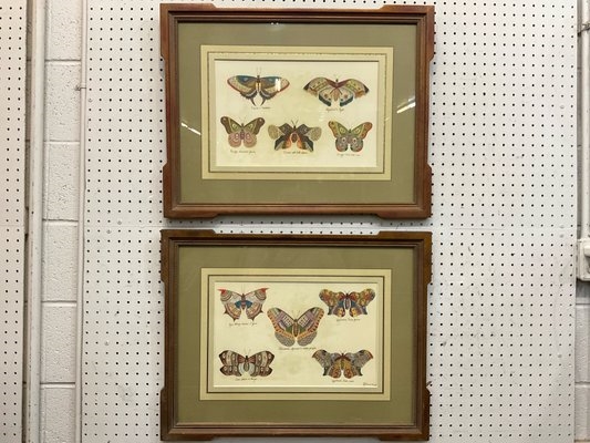 Artwork by Giuseppe Ferrarini, Pair of Butterfly Prints