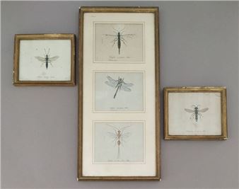 Five odonates, or dragonflies - Jacob Sturm