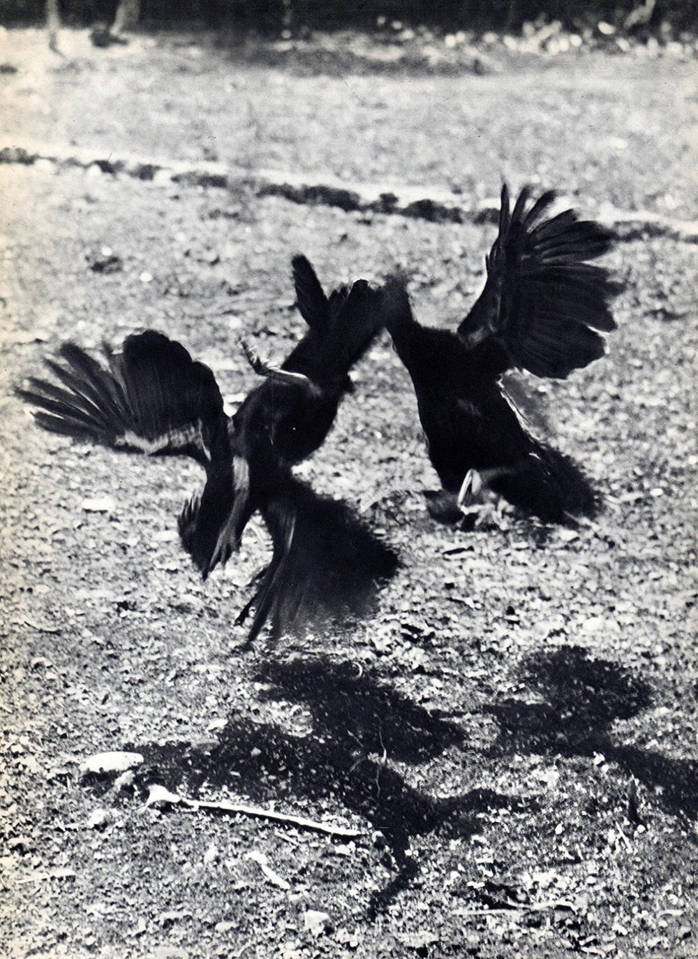 Elizabeth. R. Hibbs | Birds Fighting (1937 - 1940) | MutualArt