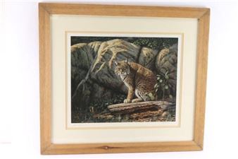 bobcat in the wild - James Faulkner