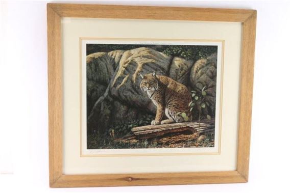 bobcat in the wild - James Faulkner