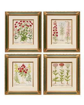 Botanical from 'Hortus Eystettensis' - Basilius Besler