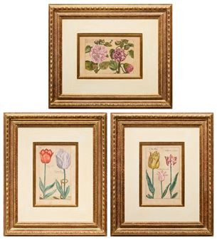 Botanical flowers, including tulips, mallow and hellebores - Crispijn van de Passe I