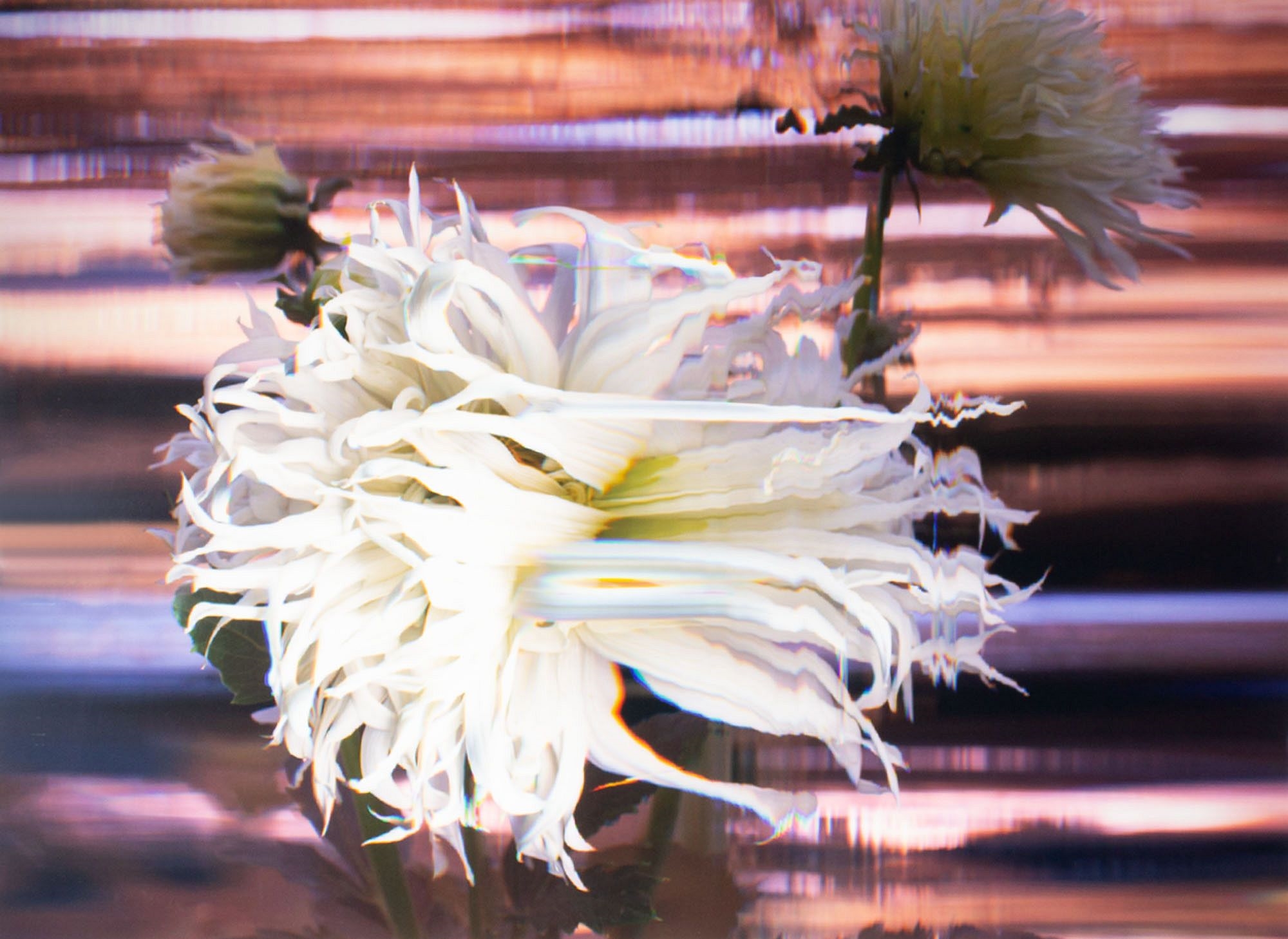 Artwork by Bruce Checefsky, Dahlia Tsuki Yore No Shisha, Made of archival C-print photograph