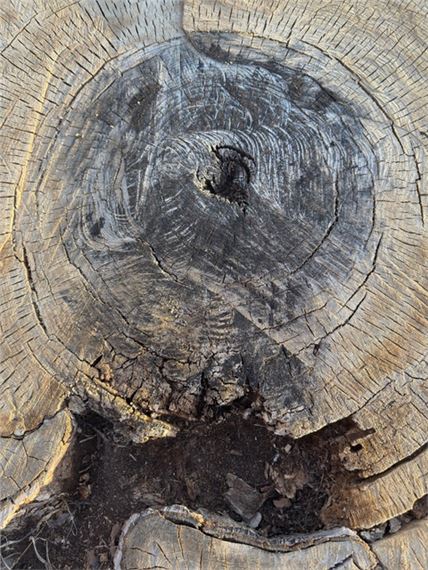 Phyllis Rider & Clare Scott: Beyond Roots - SYNC Gallery