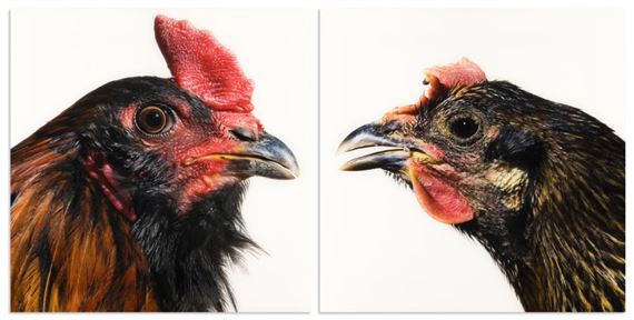 Untitled - Koen Vanmechelen