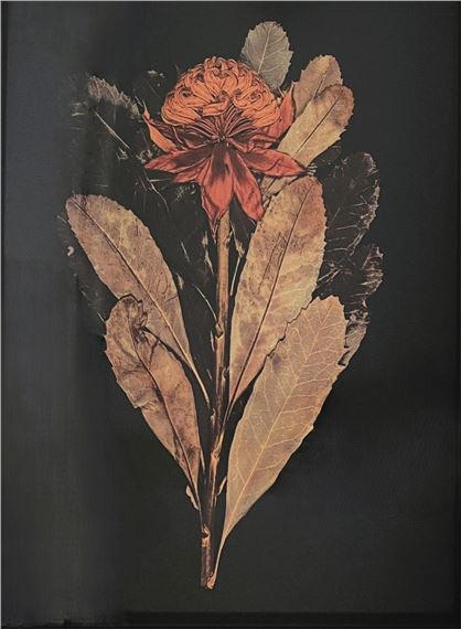 Waratah by Robyn Stacey