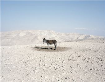 Why Look At Animals? Because We Say So