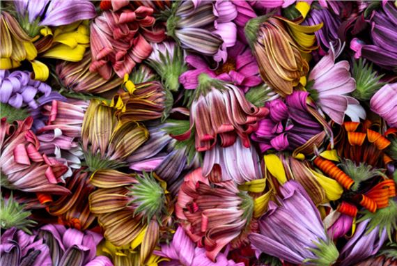 Collector’s Edition: Art Sale Fundraiser - Viewpoint Photographic Art Center