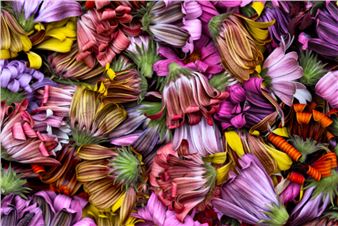 Collector’s Edition: Art Sale Fundraiser - Viewpoint Photographic Art Center