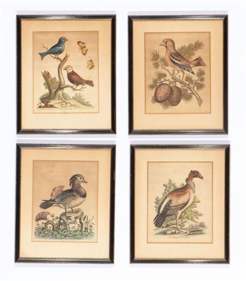George Edwards | 4 hand-colored engravings | MutualArt
