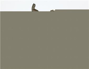A minimalist composition featuring a small animal figure peeking over a solid gray wall against a pale sky.