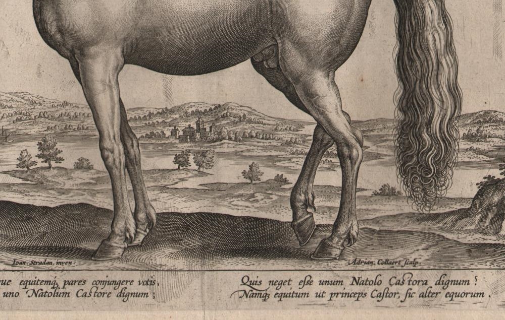 Jan Straet | Stallion from Anatolia (1578 - 1585) | MutualArt