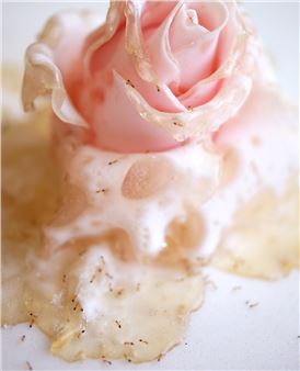 Minako Nishiyama: Destiny of Sugar Rose - Yoshimi Arts