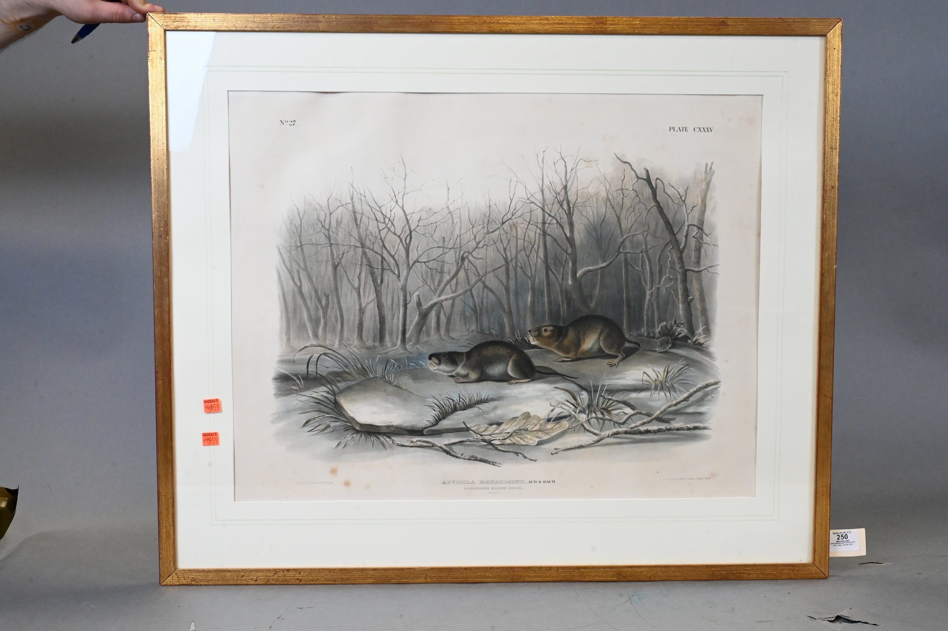 John James Audubon | Richardson’s Meadow Mouse (1848) | MutualArt