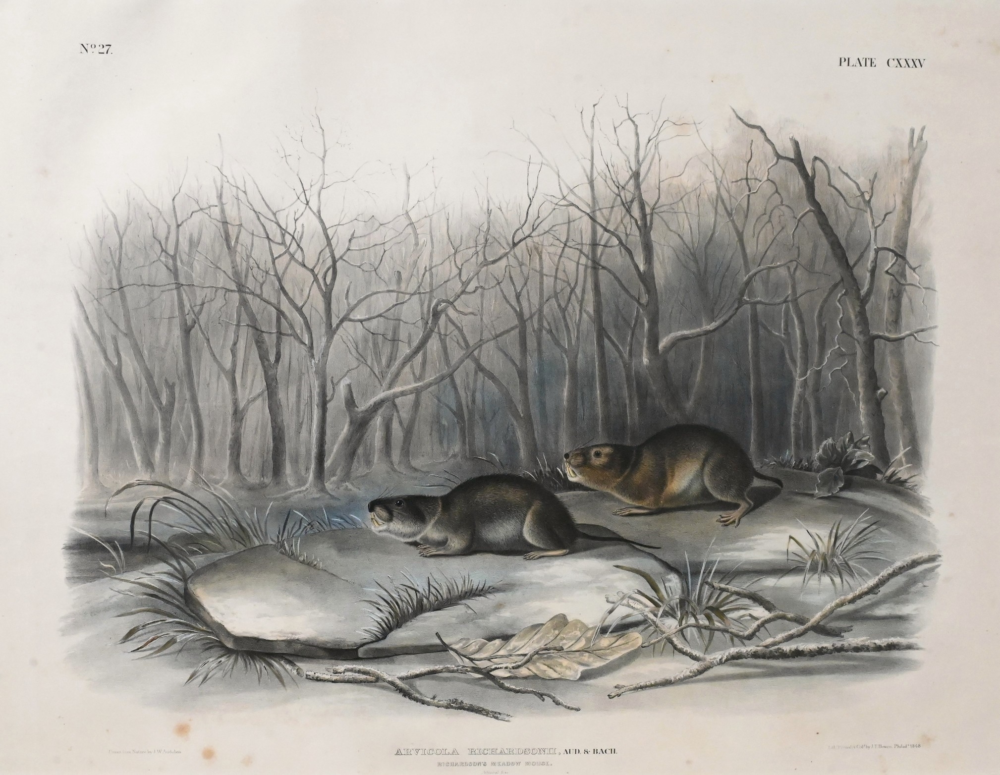 John James Audubon | Richardson’s Meadow Mouse (1848) | MutualArt