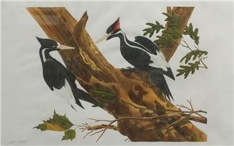 A detailed illustration of two black and white birds perched on a textured tree branch.