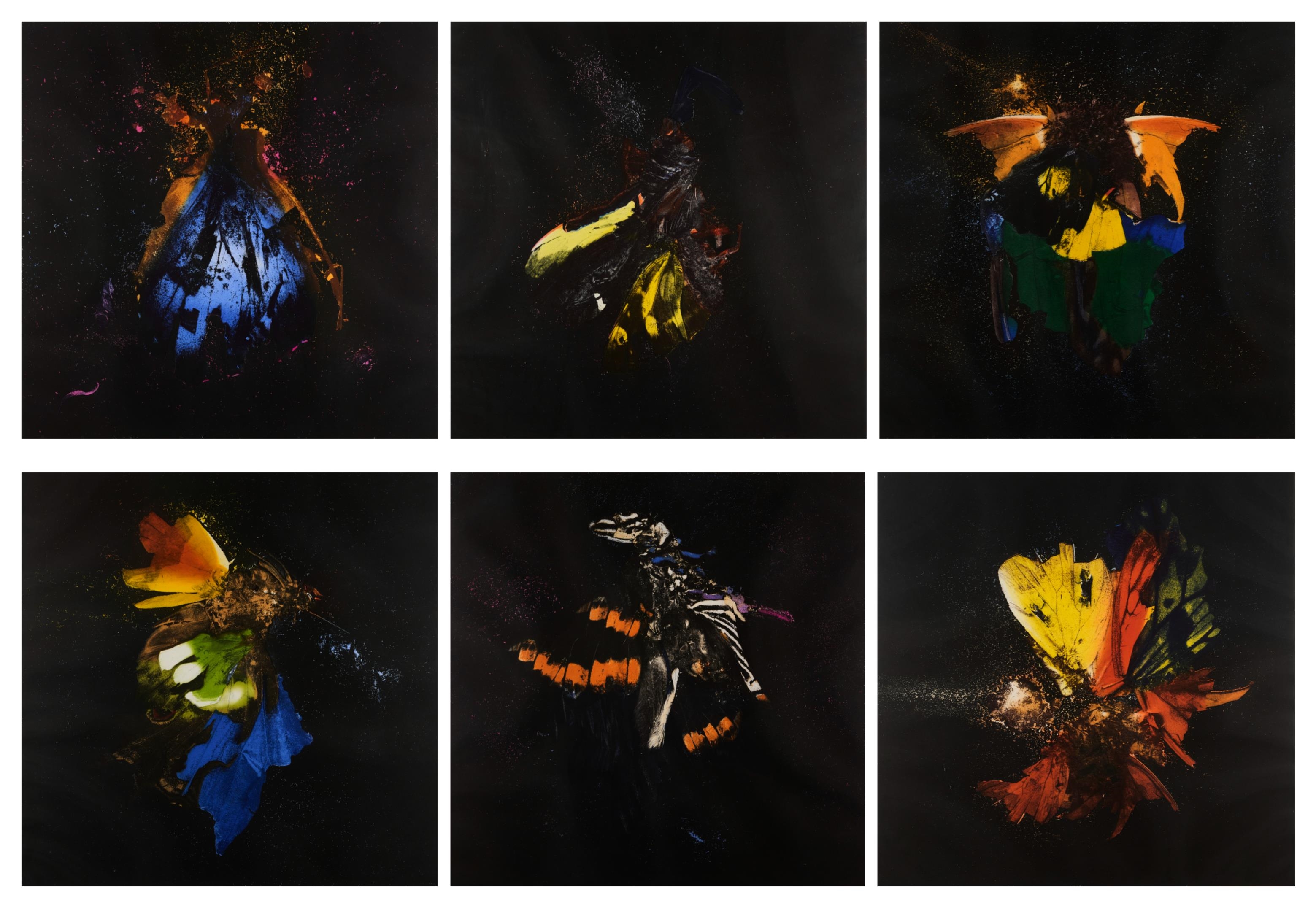 Mat Collishaw | INSECTICIDE 13-18 (2010) | MutualArt