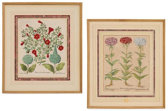 Pair of German Botanical Engravings - Basilius Besler