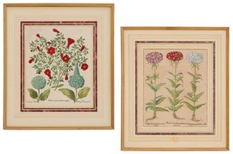 Pair of German Botanical Engravings - Basilius Besler
