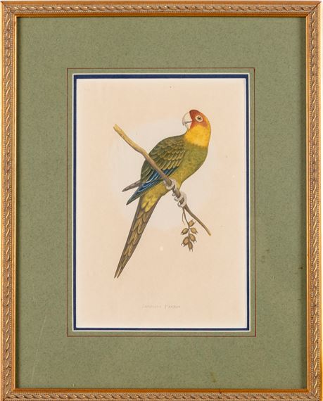 Carolina Parrot - A.F. Lydon