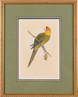 Carolina Parrot - A.F. Lydon