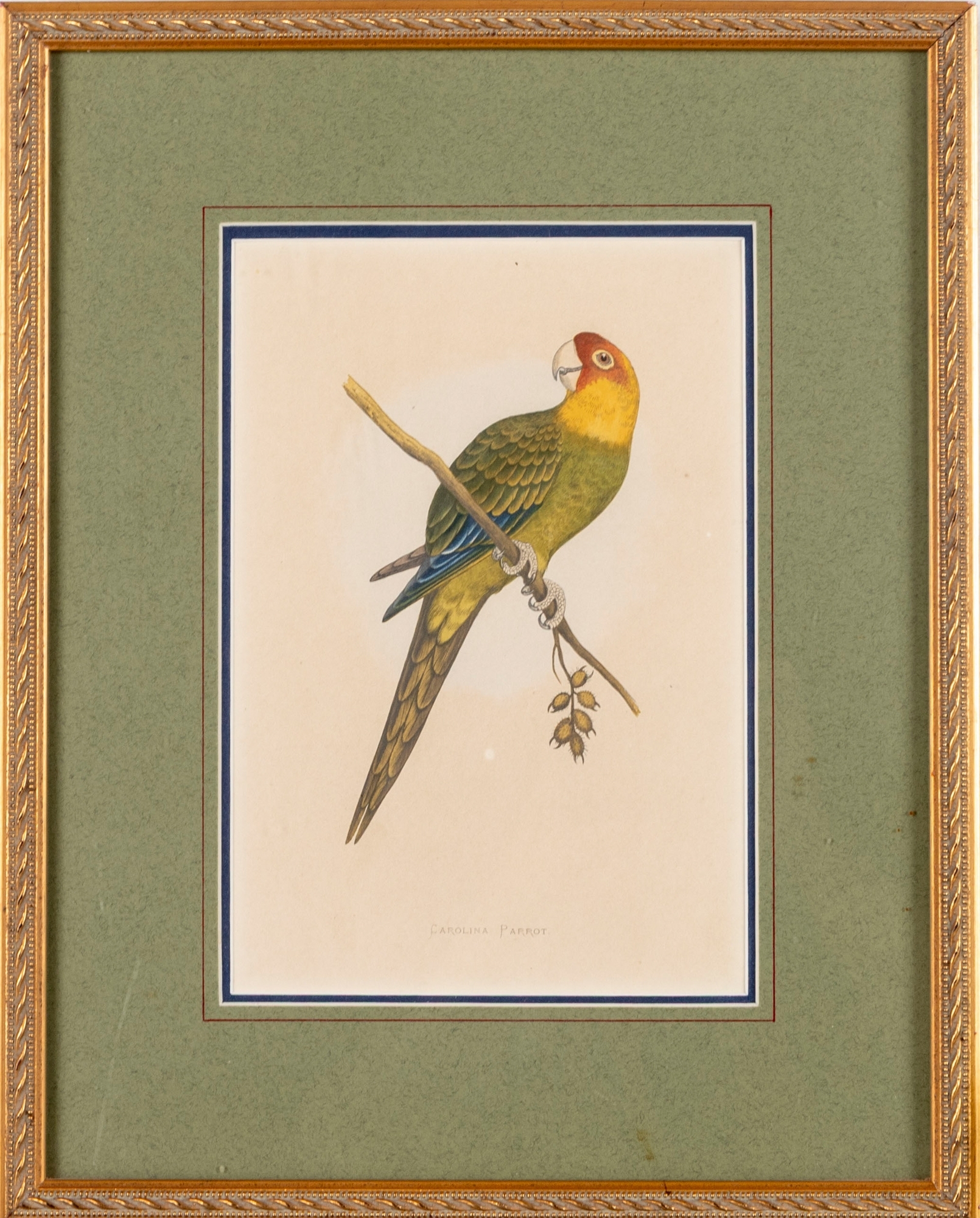 Artwork by A.F. Lydon, Carolina Parrot, Made of Engraving